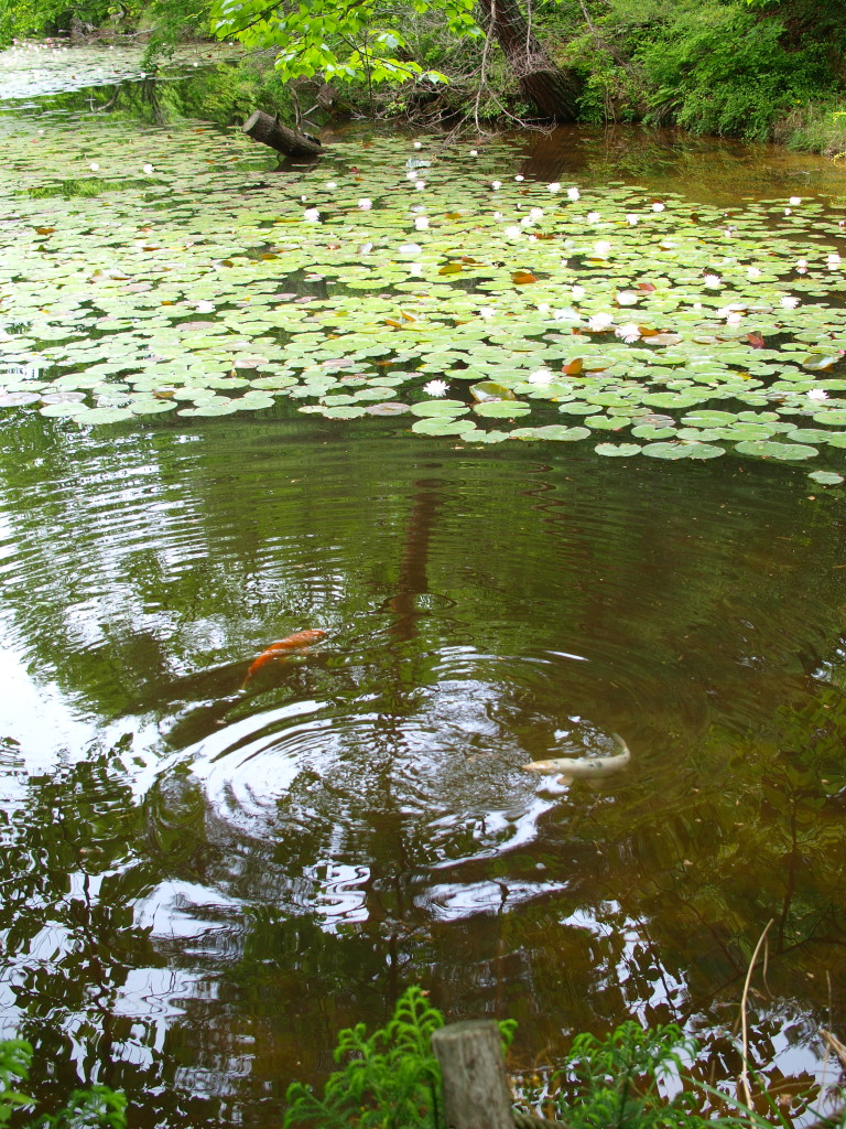 蛇の池